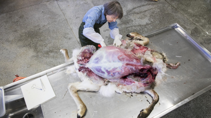 Oslo 20170504. Viltpatolog Turid Vikøren på Veterinærinstituttet obduserer et reinsdyr man mistenkte kunne være smittet av den fryktede skrantesyken. Simla ble skutt på Nordfjella, et område hvor det tidligere er påvist skrantesyke blant villreinen. Mattilsynet går inn for å avlive samtlige av villreinen i området for å forhindre smitte til tamrein. Foto: Tore Meek / NTB scanpix