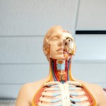 Anatomimodell